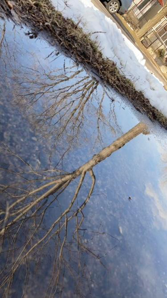 reflection of a tree in froze puddle