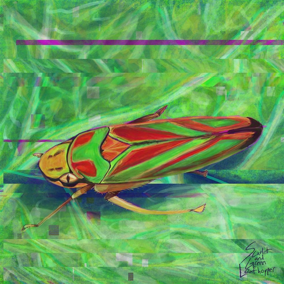 Scarlet and Green Leafhopper