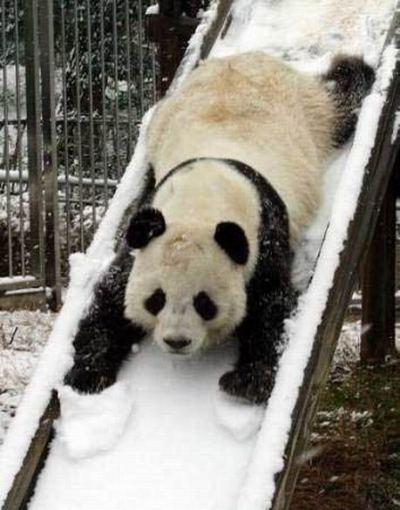 panda on slide