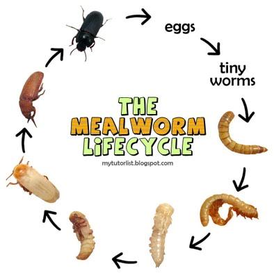 The Mealworm Lifecycle